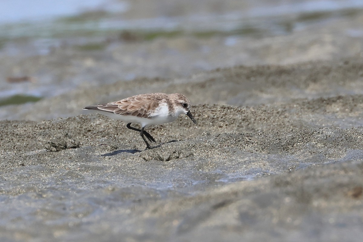 紅胸濱鷸 - ML646827300