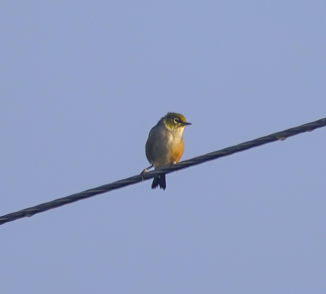 Silvereye - ML646827303