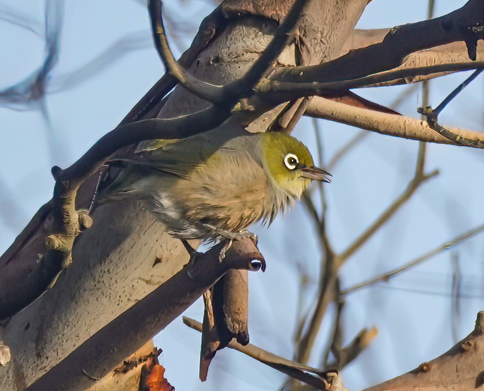 Silvereye - ML646827304