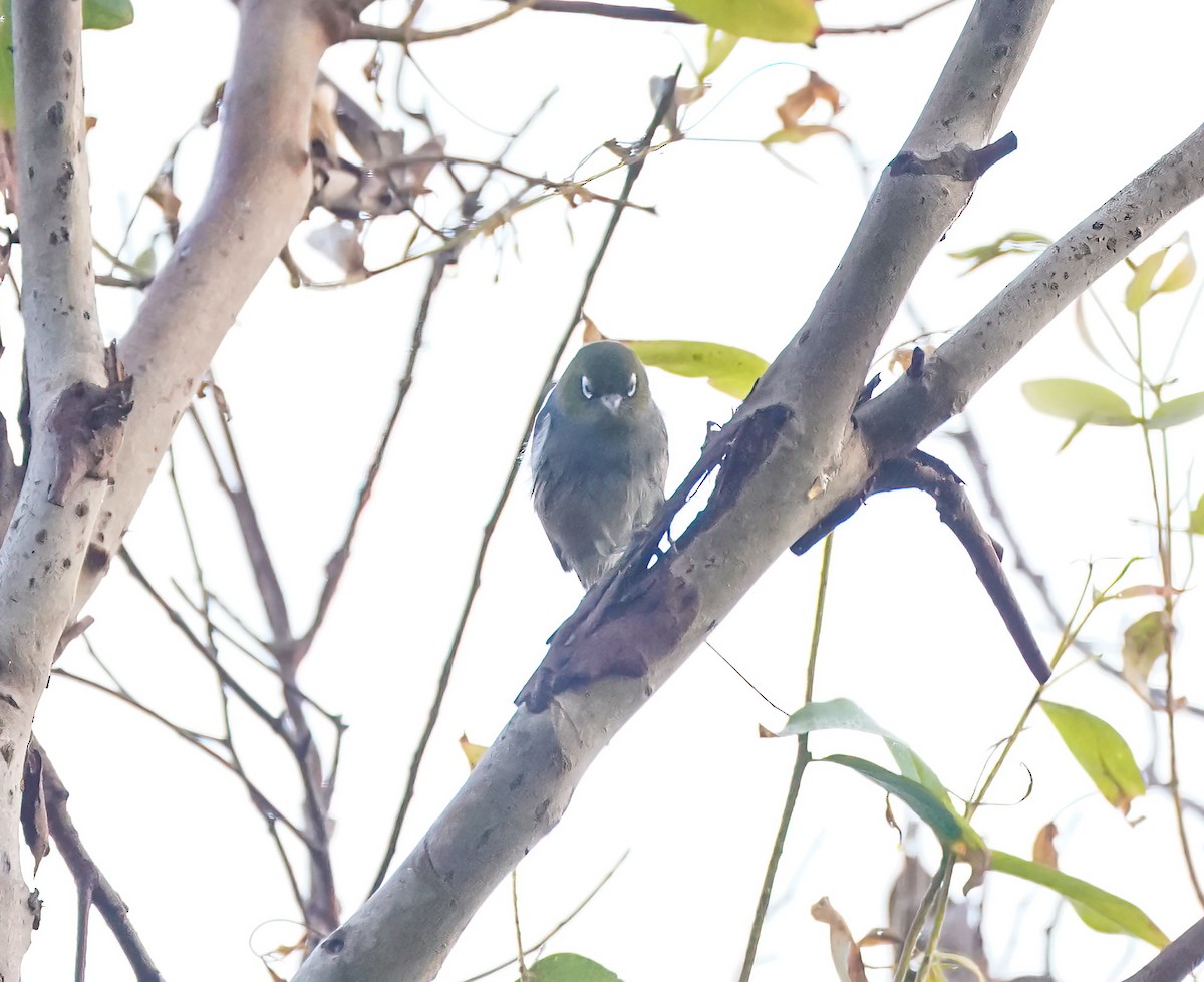 Silvereye - ML646827305