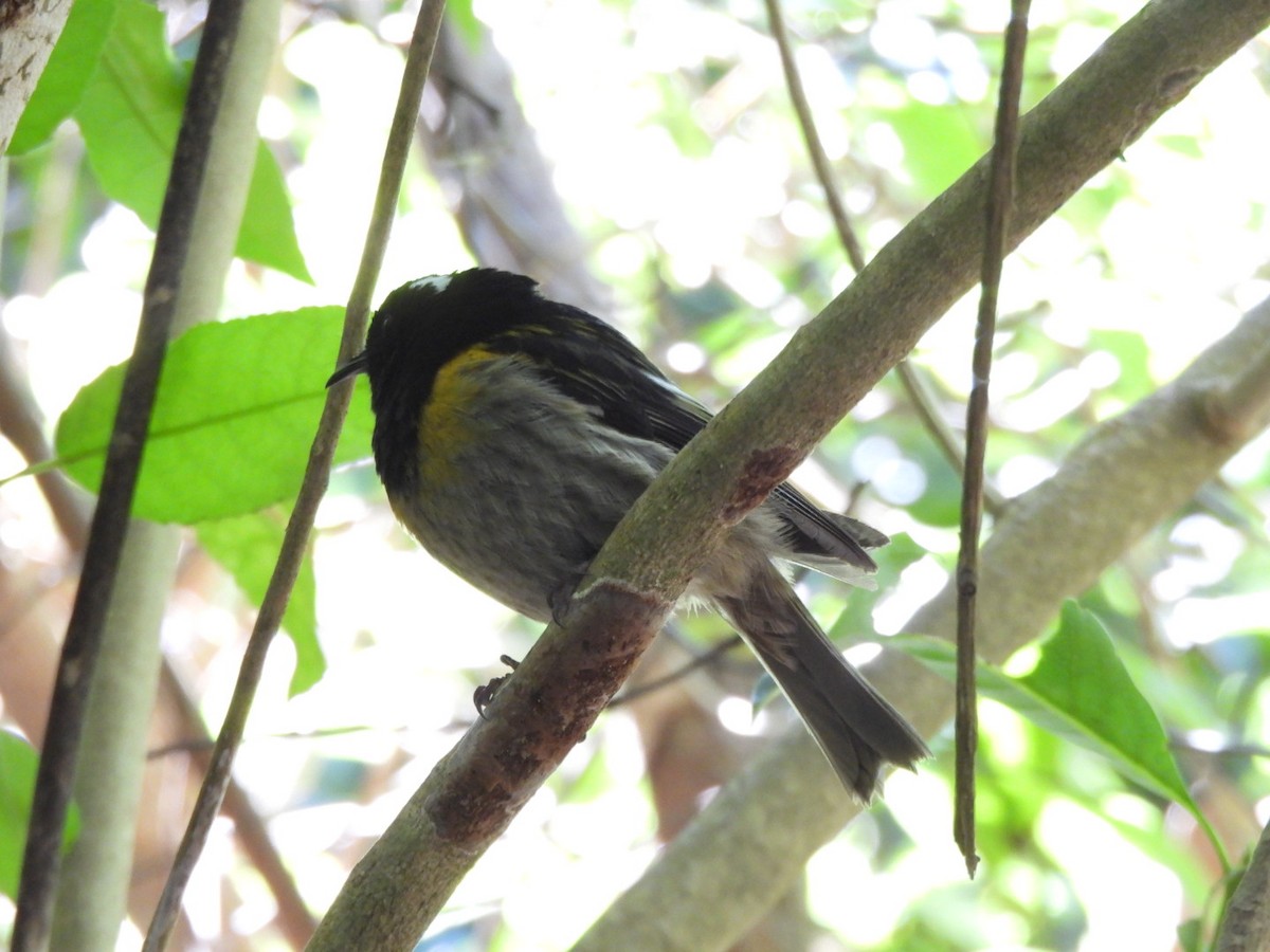 Stitchbird - ML646827307