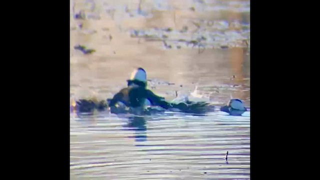Bufflehead - ML646827308