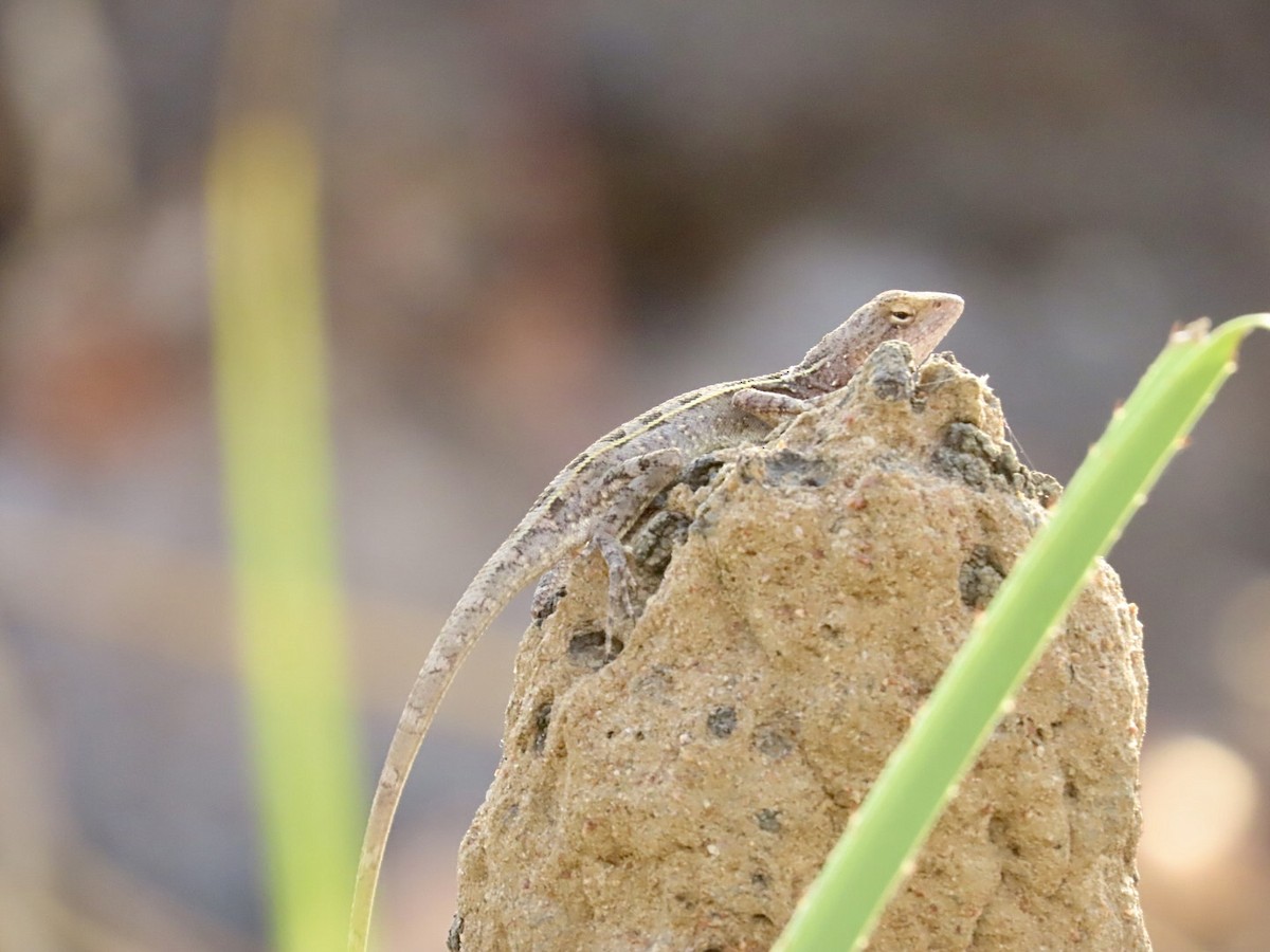 Northern Two-lined Dragon - ML646827311