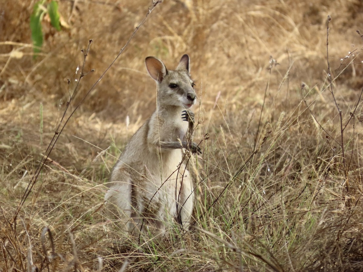 Agile Wallaby - ML646827312