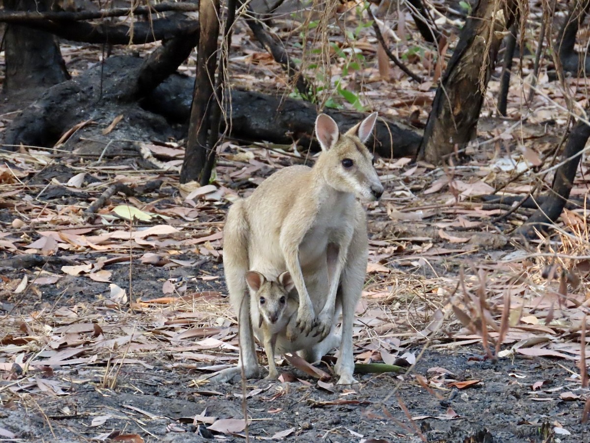 Agile Wallaby - ML646827313