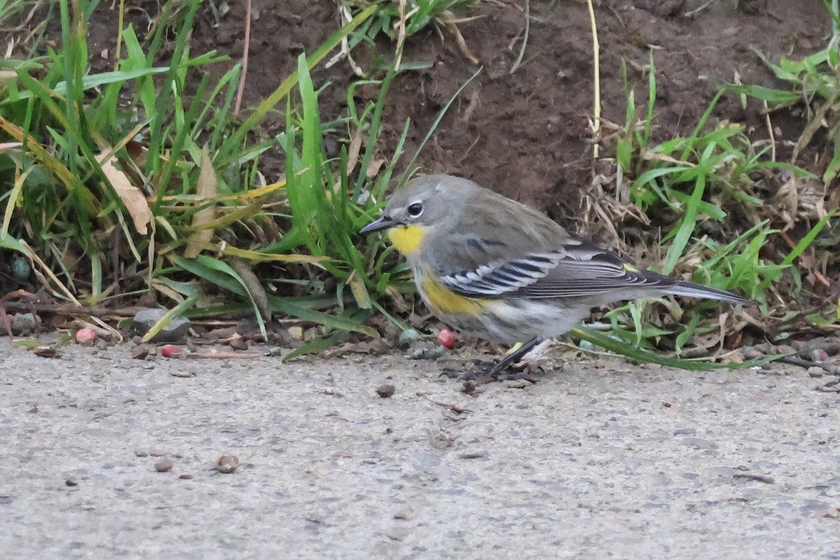 Yellow-rumped Warbler - ML646827317