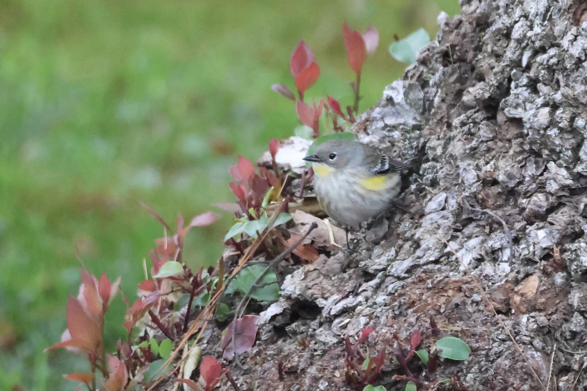 Yellow-rumped Warbler - ML646827318