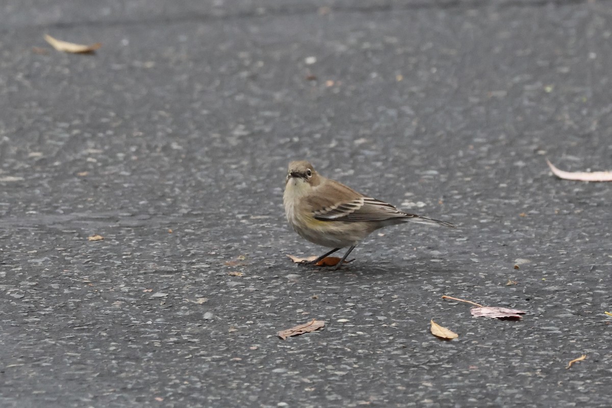 Yellow-rumped Warbler - ML646827319
