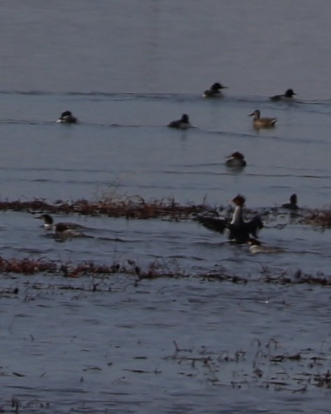 Büyük Tarakdiş - ML646827320