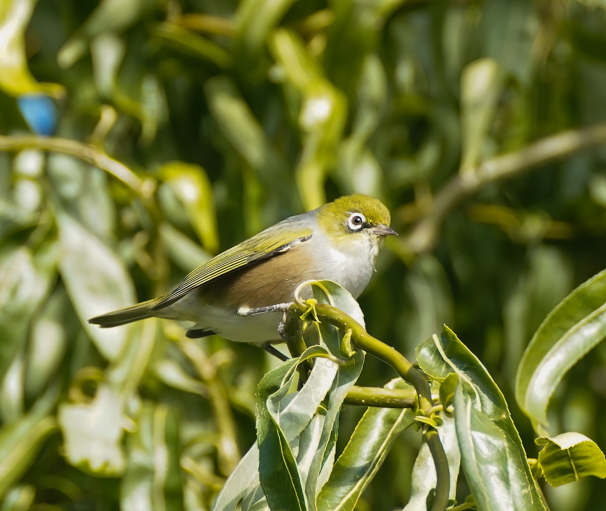 Silvereye - ML646827321