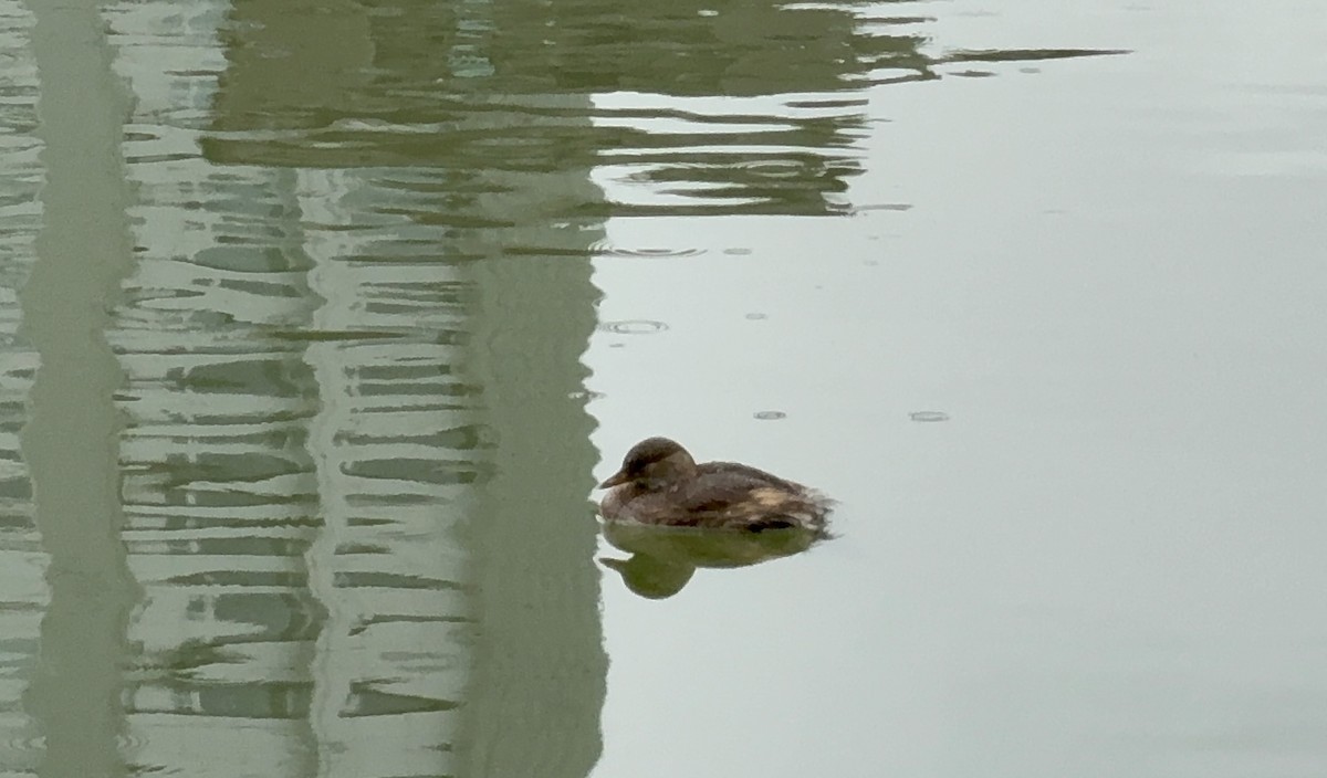 dvergdykker - ML646827323