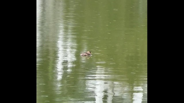 dvergdykker - ML646827324