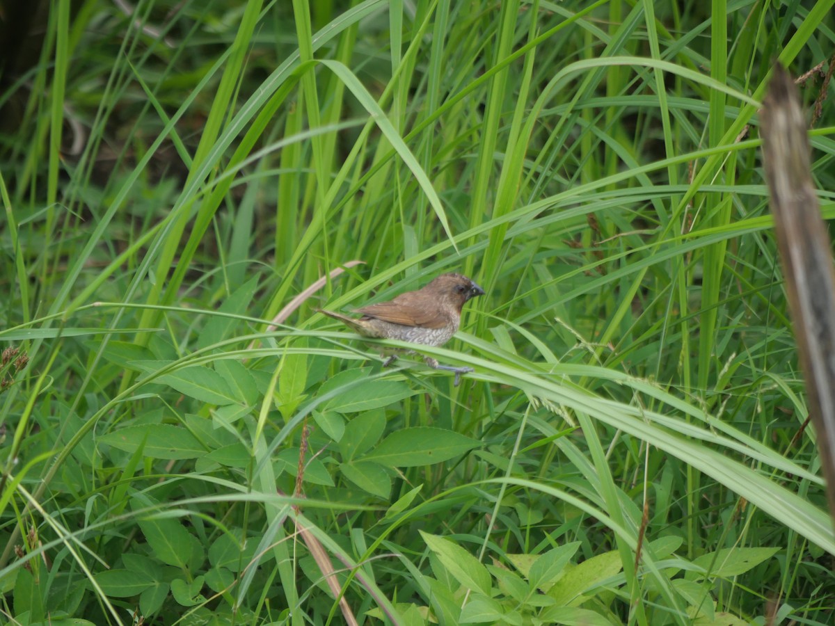 Scaly-breasted Munia - ML646827325