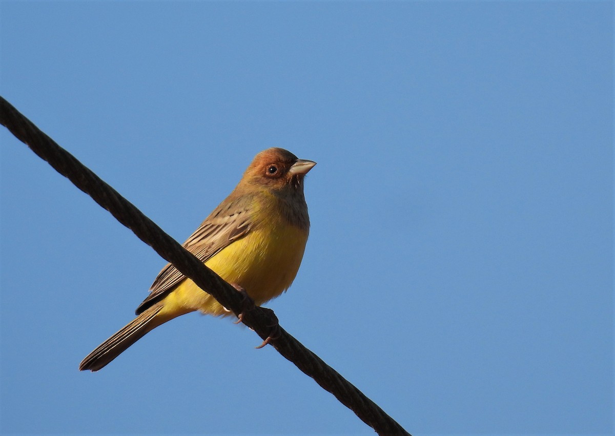 strnad hnědohlavý - ML646827326