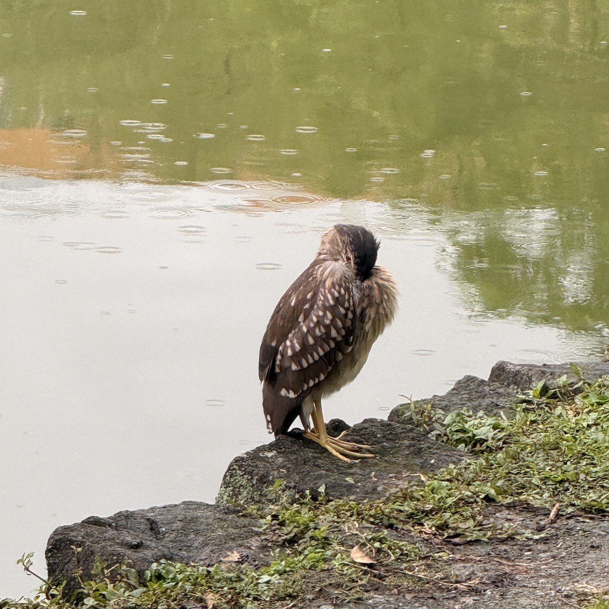 natthegre - ML646827329