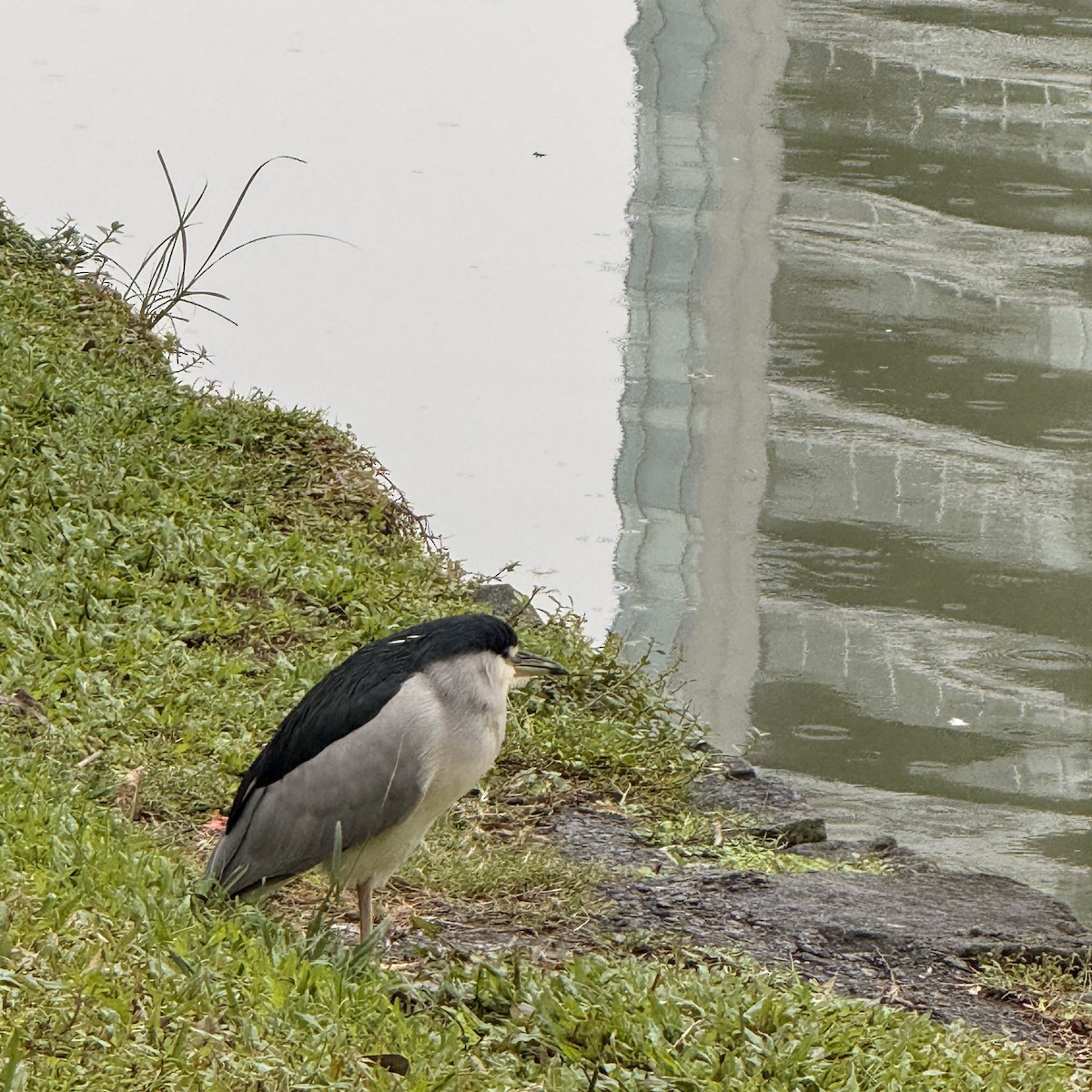 natthegre - ML646827330