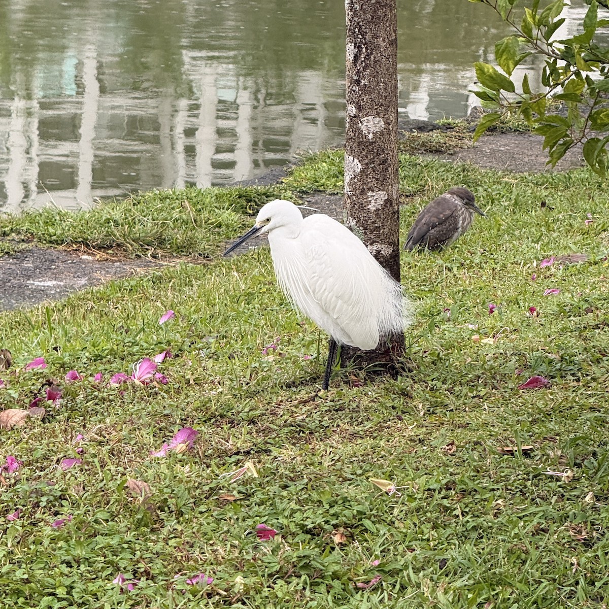 silkehegre - ML646827334