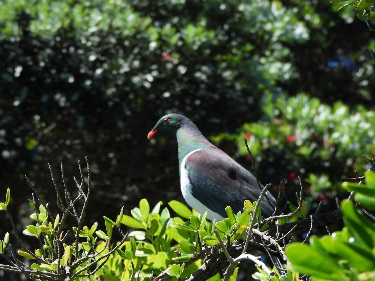 New Zealand Pigeon - ML646827335
