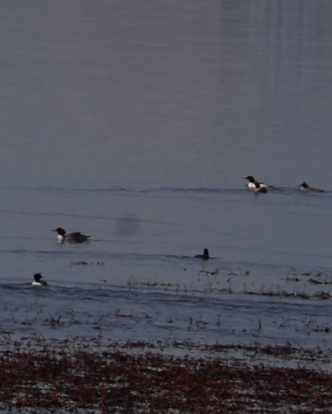 Büyük Tarakdiş - ML646827336