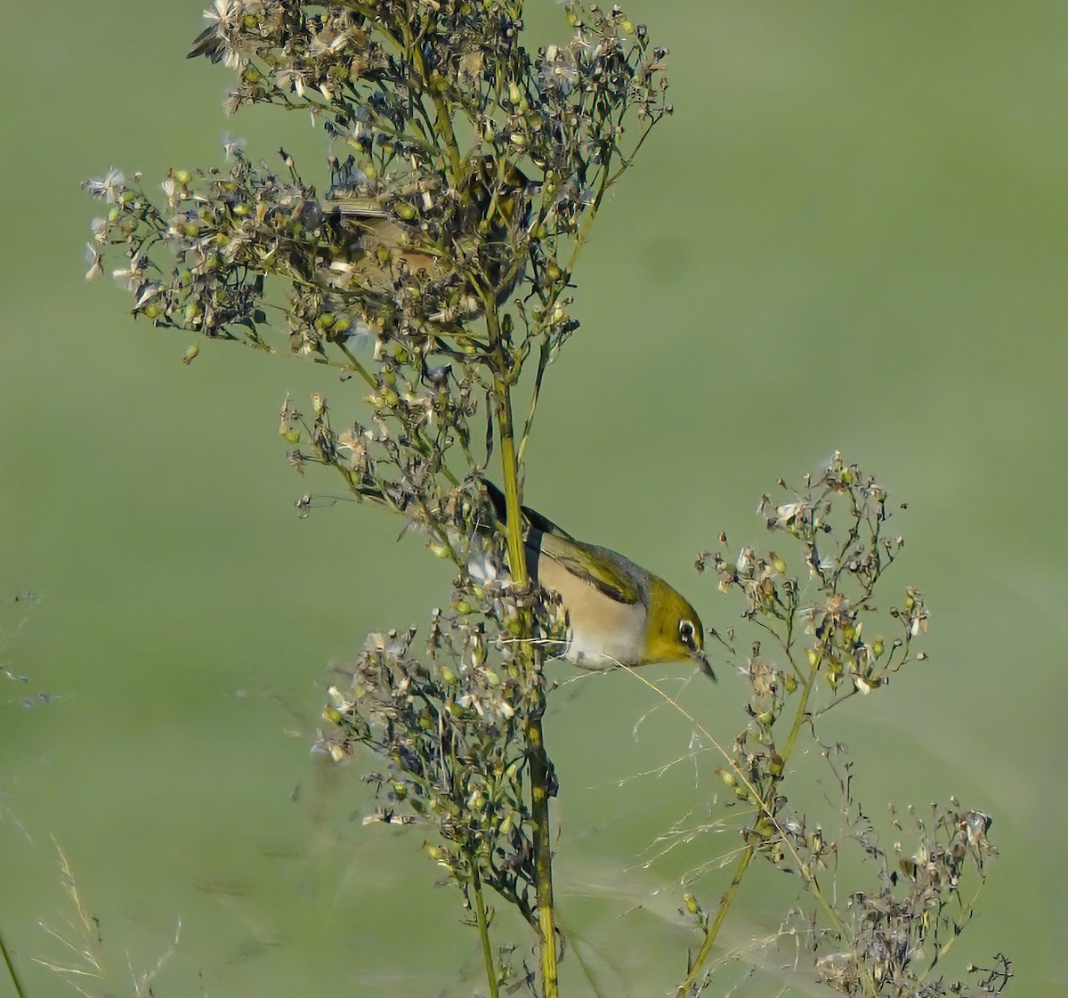 Silvereye - ML646827337