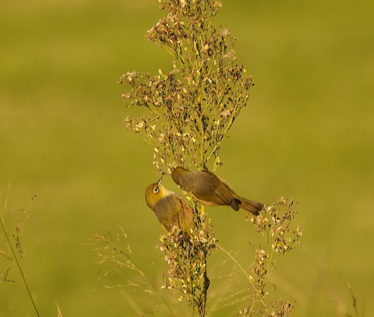 Silvereye - ML646827338