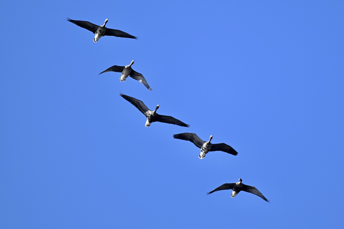 אווז לבן-מצח - ML646827339