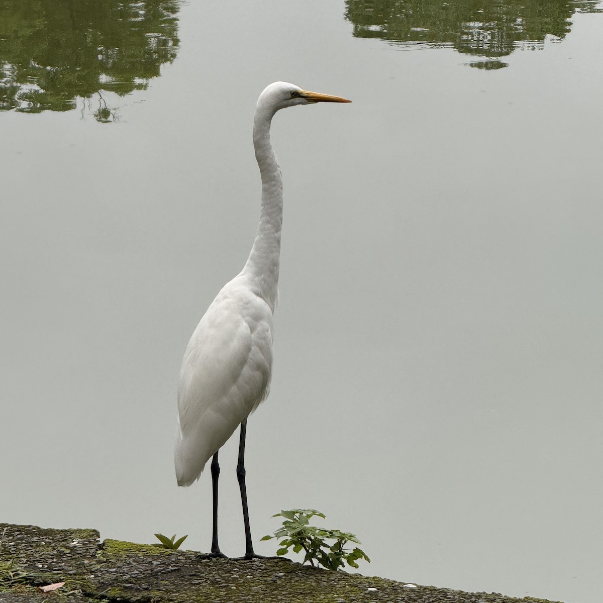 Great Egret - ML646827340