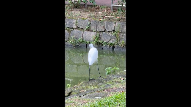 Great Egret - ML646827341