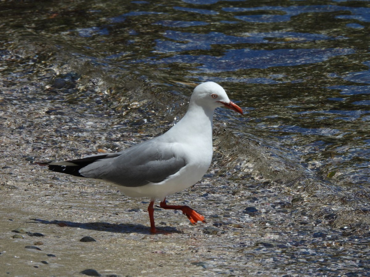 Silver Gull - ML646827342