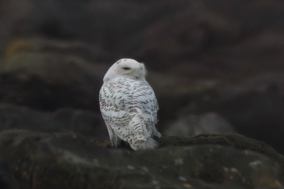 Snowy Owl - ML646827343