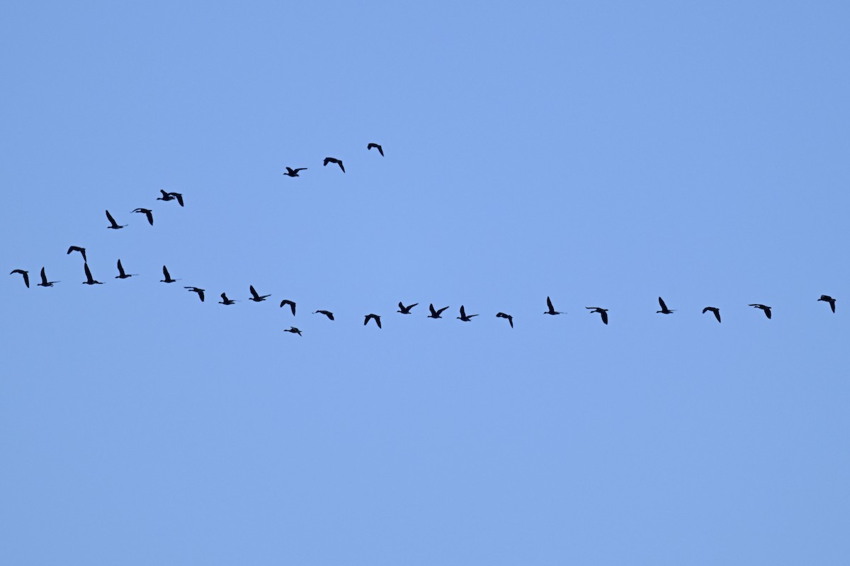 אווז לבן-מצח - ML646827344