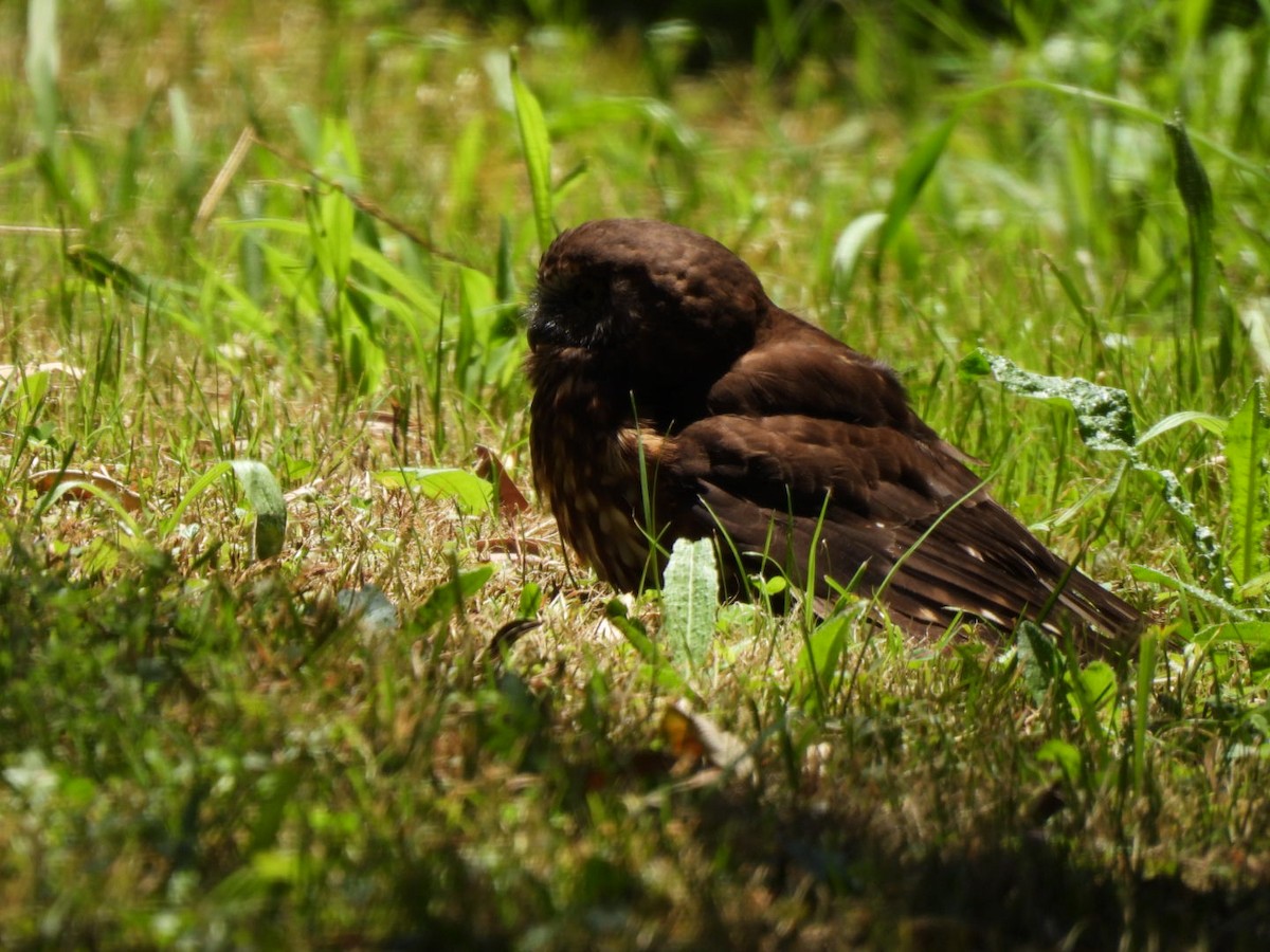 Morepork - ML646827350