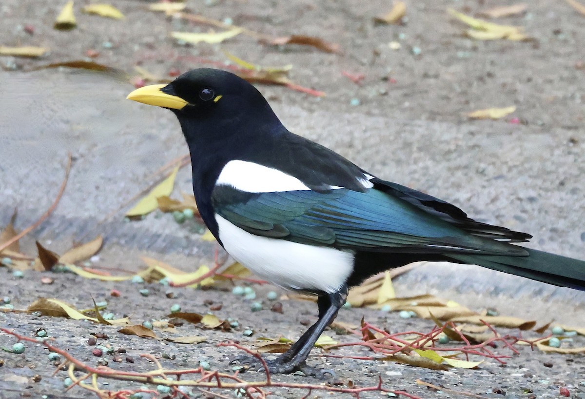 Mika mokohoria - ML646827351