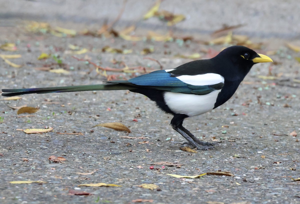 Mika mokohoria - ML646827352