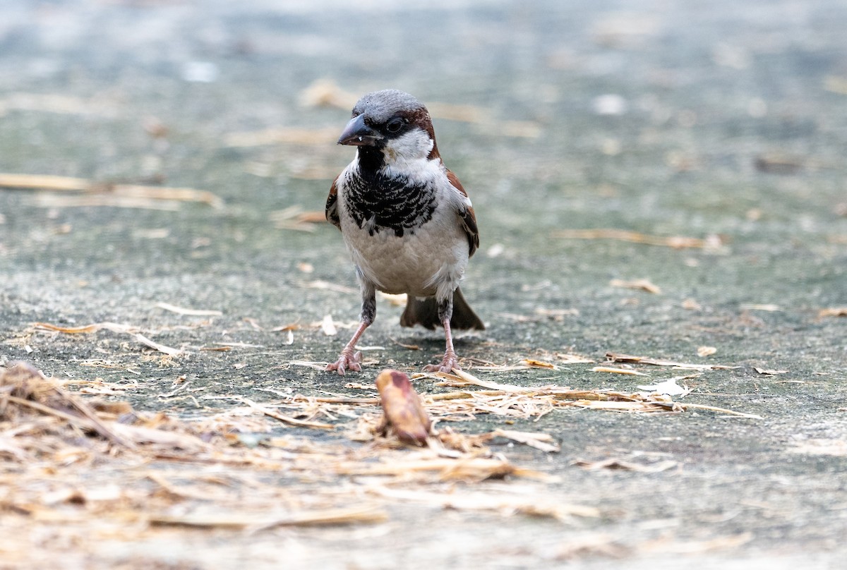 House Sparrow - ML646827354