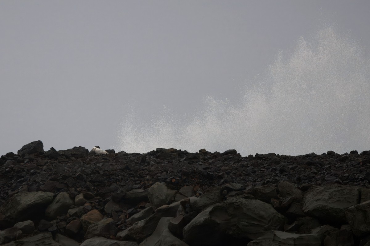 Schneeeule - ML646827355