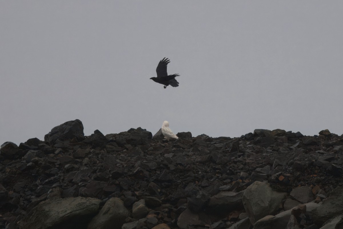 Schneeeule - ML646827356