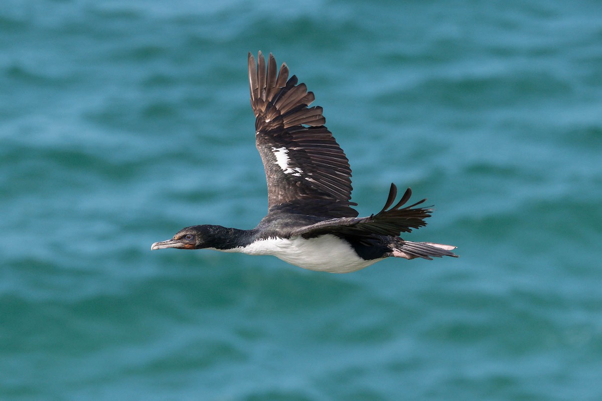 Stewart Island Shag (Otago) - ML646827357