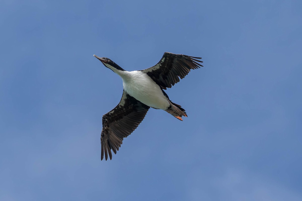 Stewart Island Shag (Otago) - ML646827358