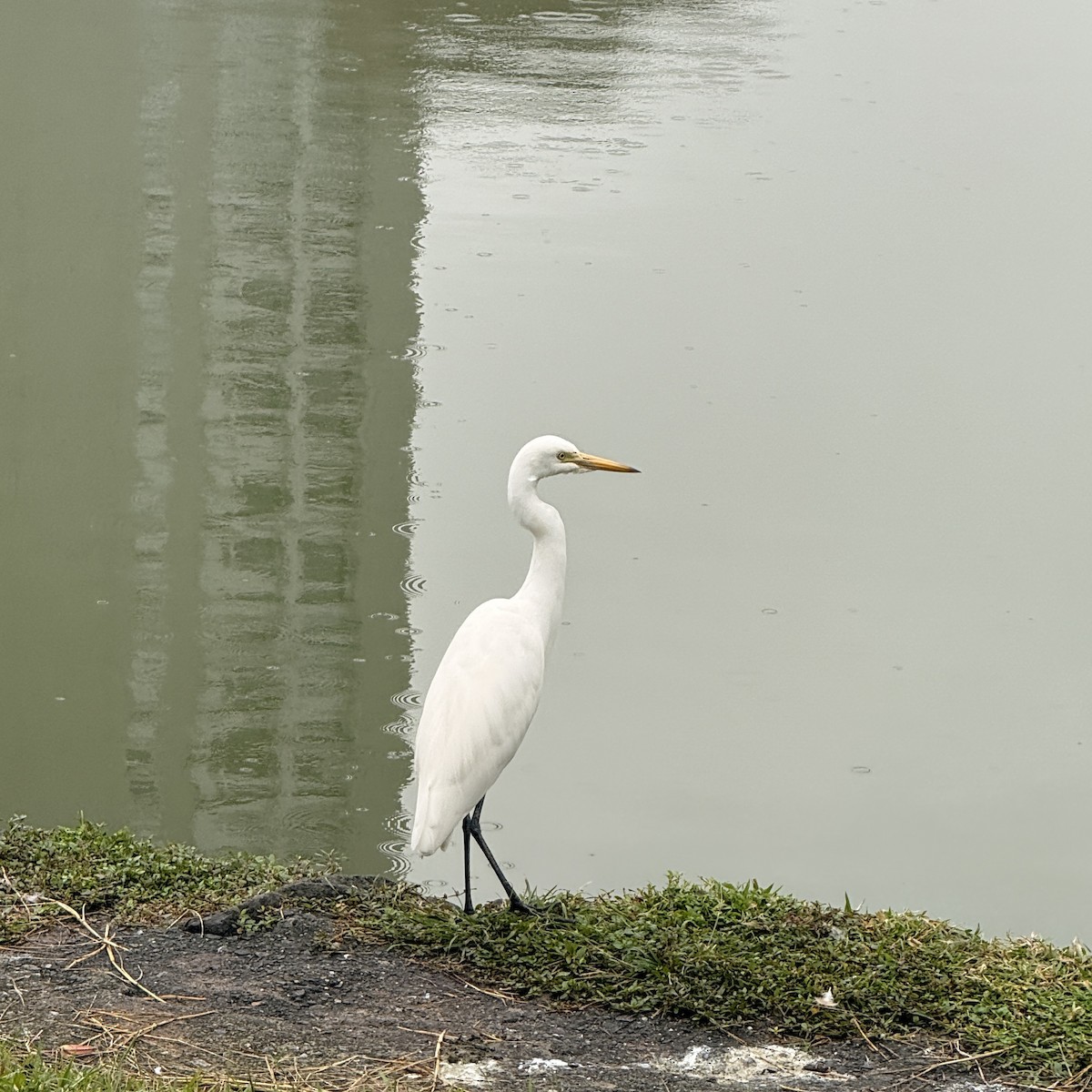 duskhegre - ML646827359