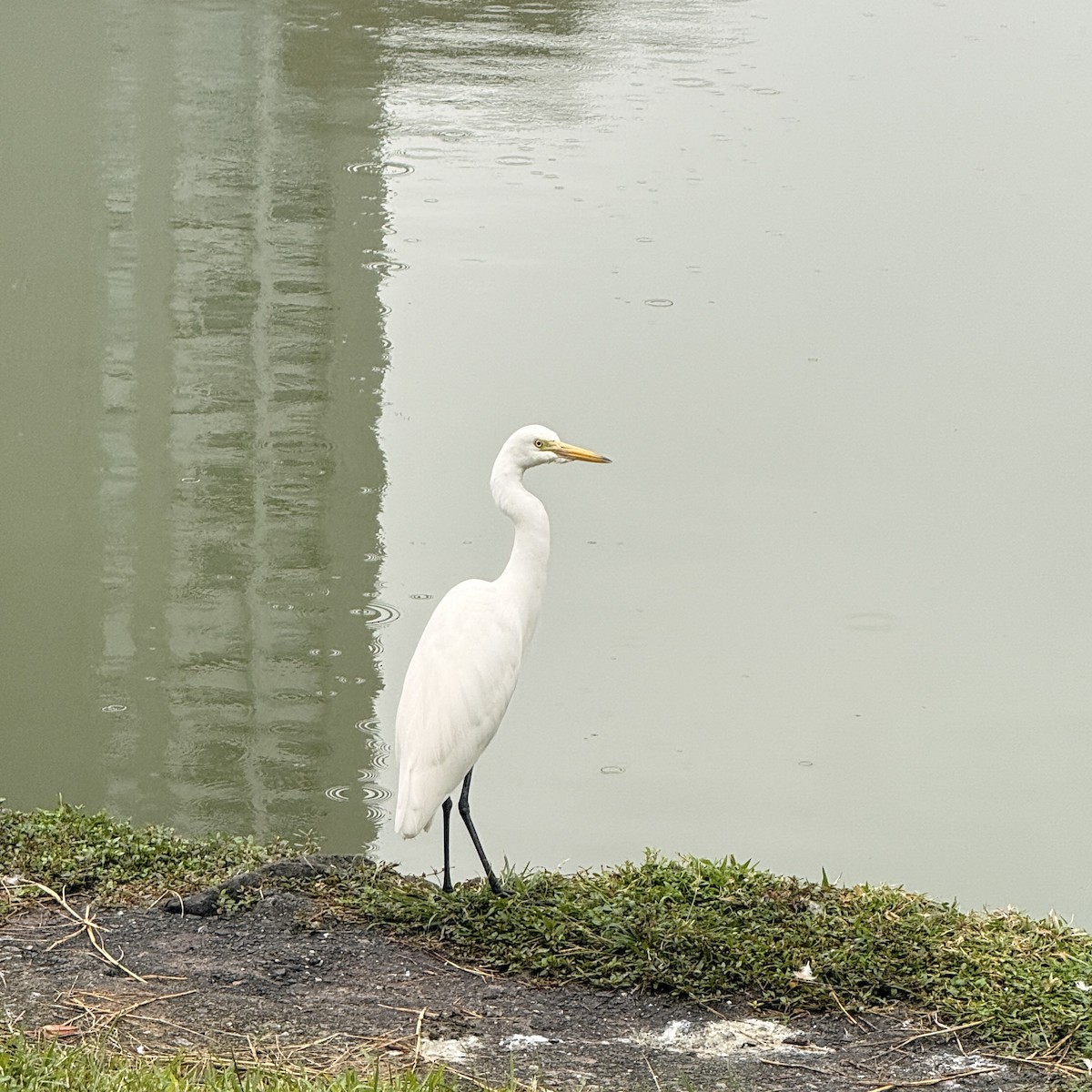 duskhegre - ML646827360