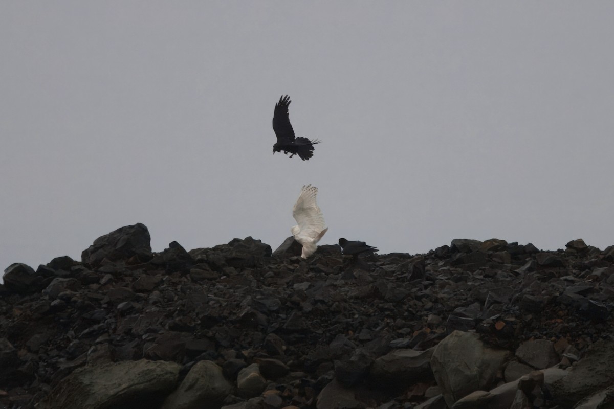 Schneeeule - ML646827361