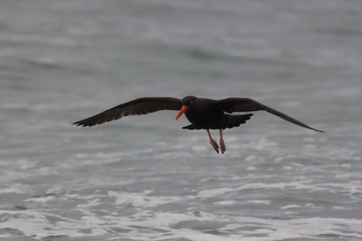 Black Oystercatcher - ML646827362