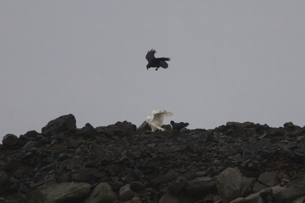 Schneeeule - ML646827363