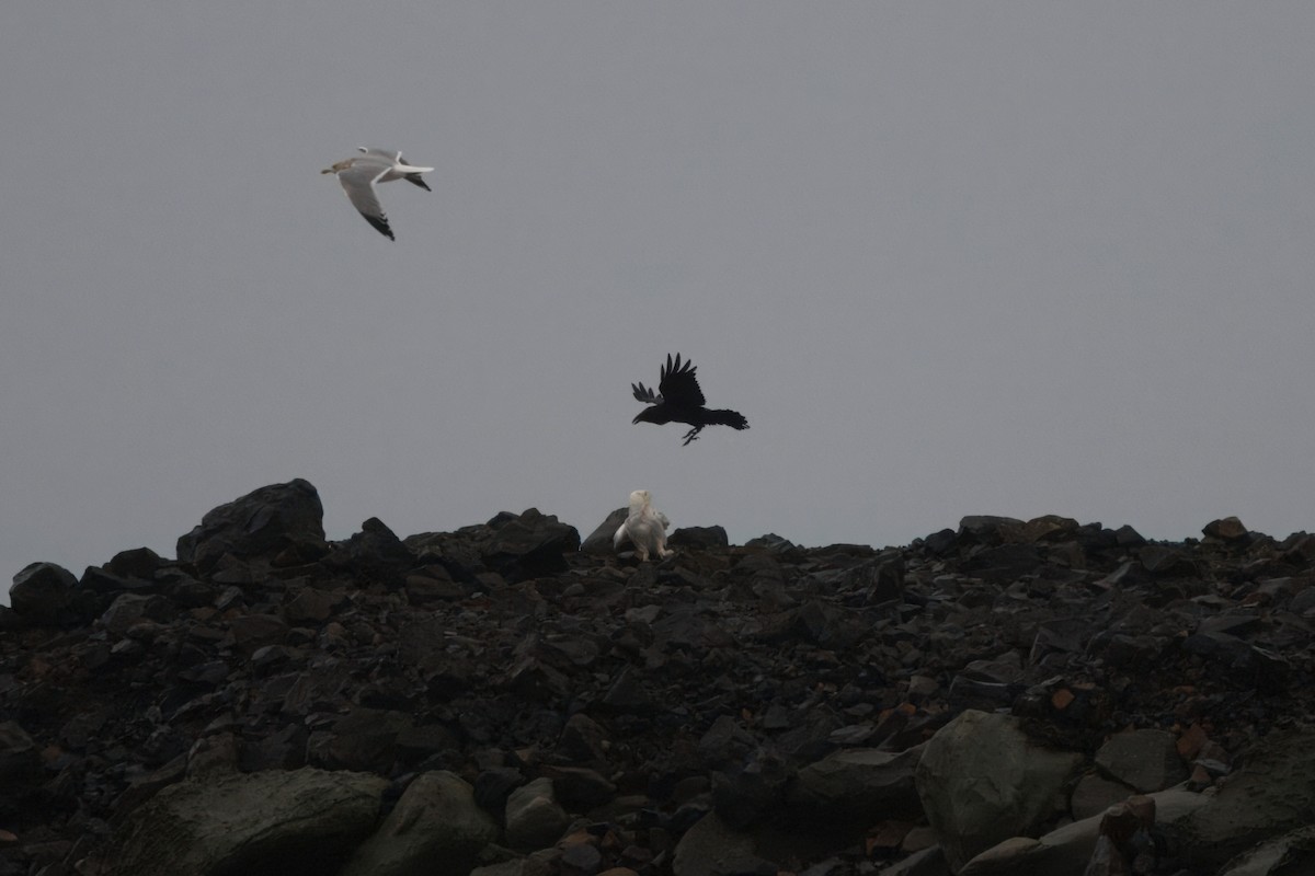 Schneeeule - ML646827364