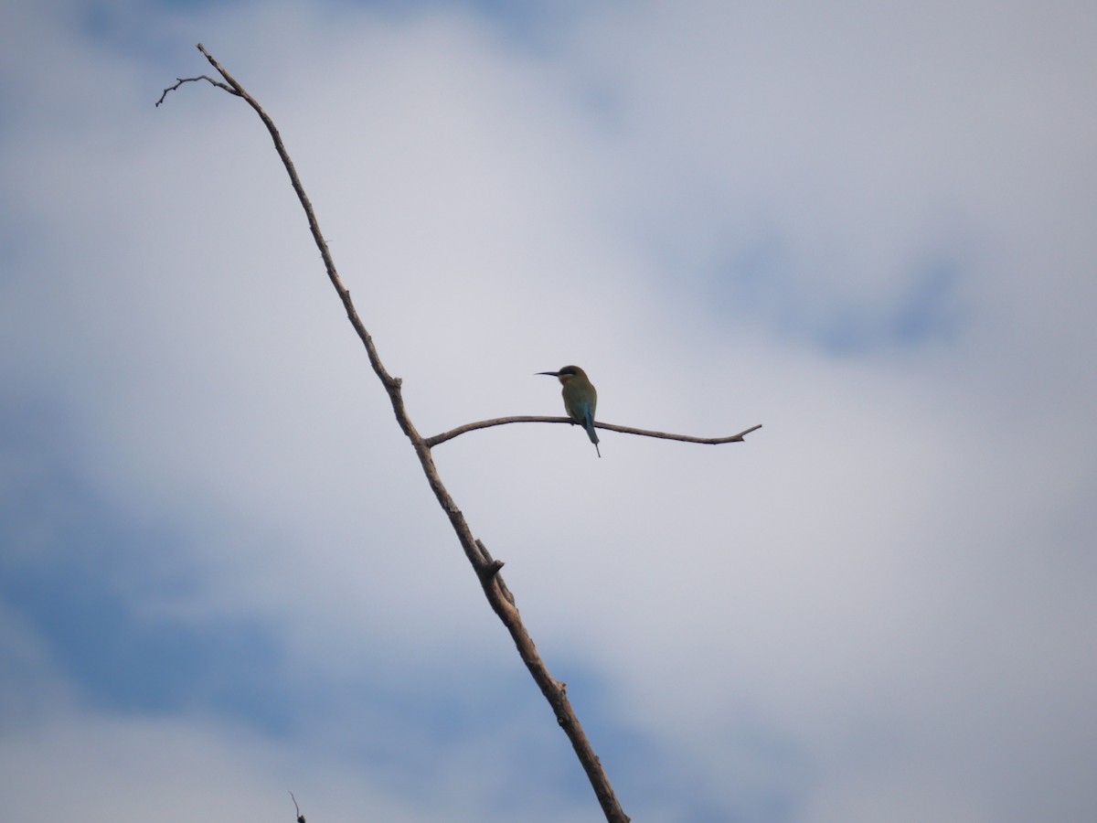 Blue-tailed Bee-eater - ML646827365