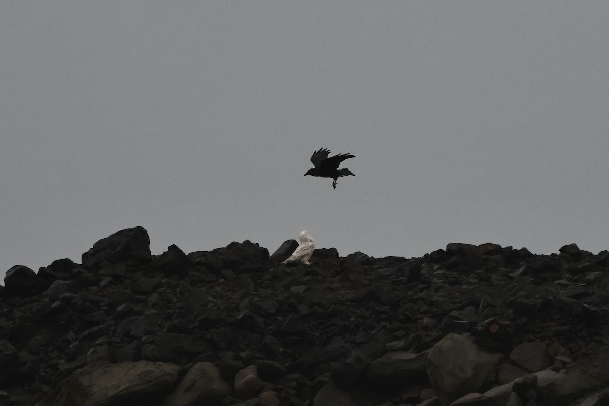 Schneeeule - ML646827366