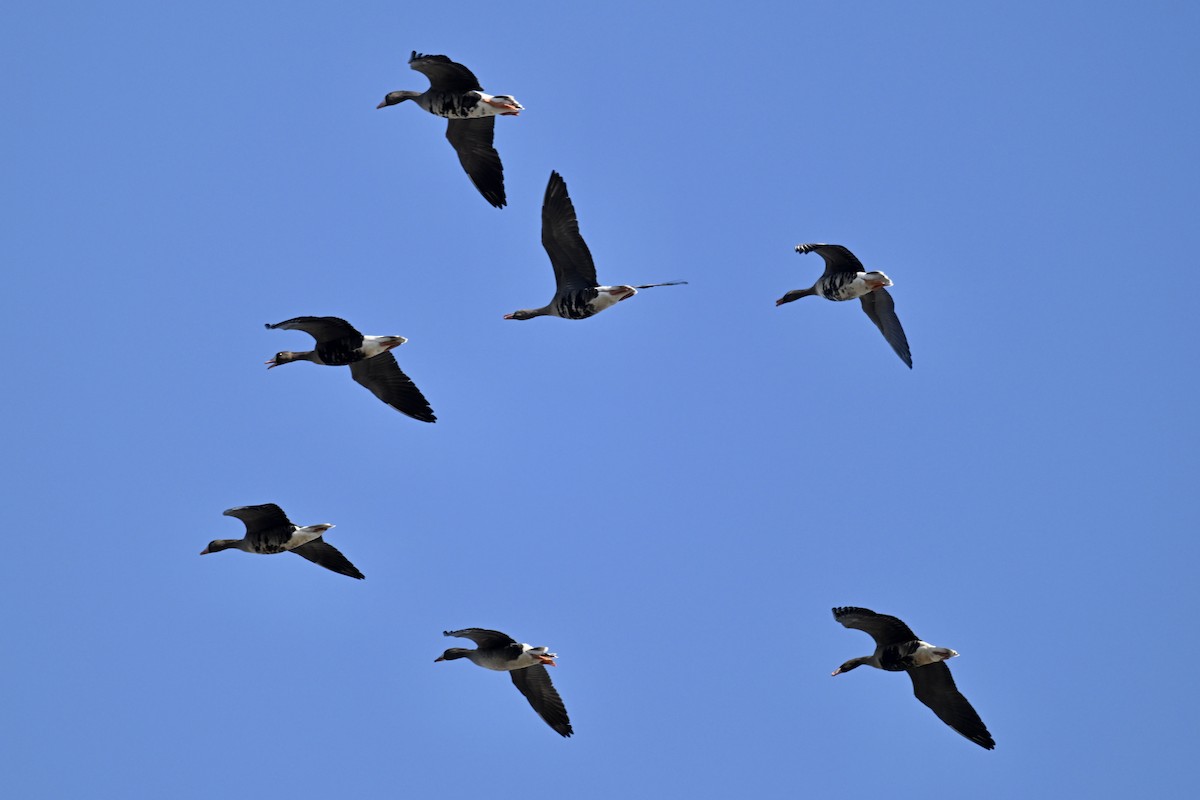 אווז לבן-מצח - ML646827367