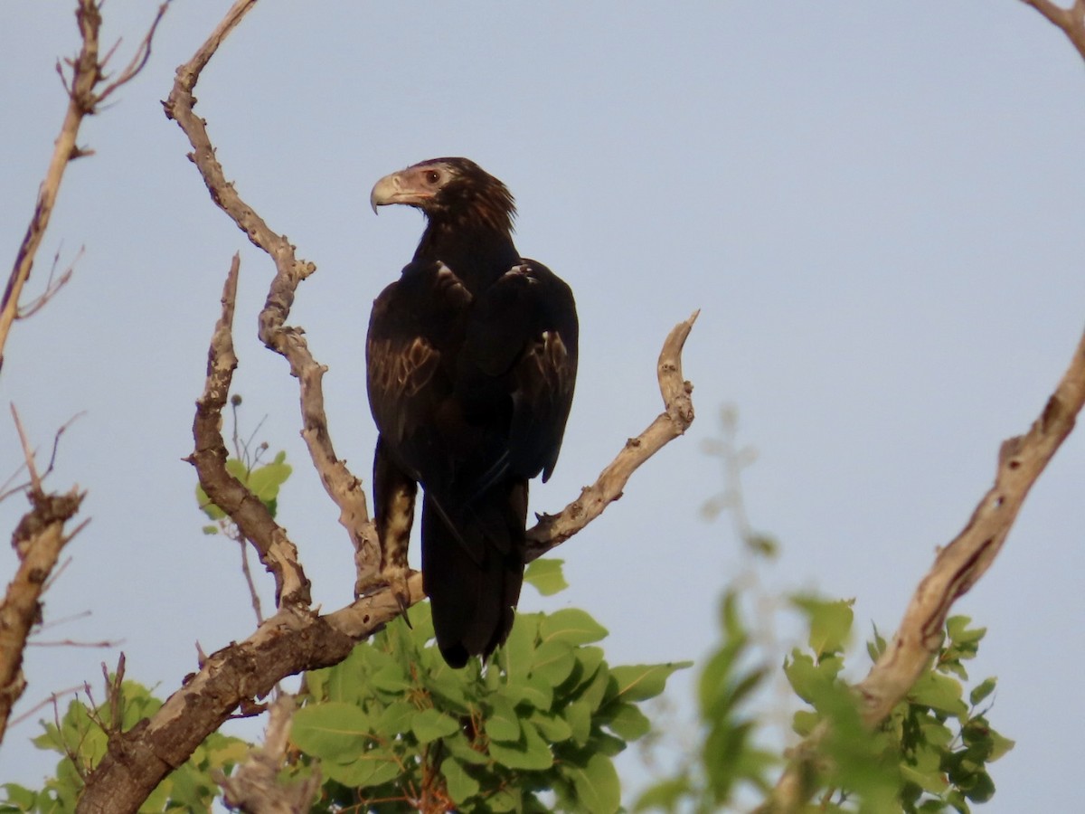 Wedge-tailed Eagle - ML646827368