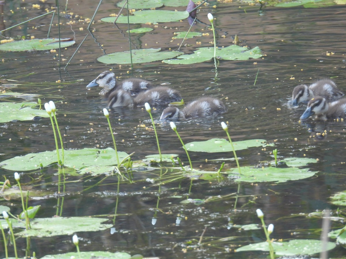 husička malá - ML646827369